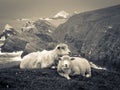 Two Sheep on Cliffs Black and White Royalty Free Stock Photo