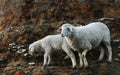 Sheep standing on a wall