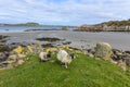 Two sheep coming from the beach, Isle of Mull, Scotland, United Kingdom Royalty Free Stock Photo