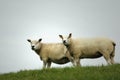 Two Sheep on a Royalty Free Stock Photo