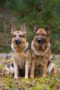 Two sheep-dogs Royalty Free Stock Photo