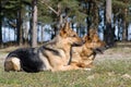 Two Sheep-dogs laying on the grass Royalty Free Stock Photo