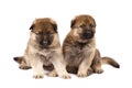 Two sheep-dogs puppys Royalty Free Stock Photo