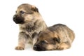 Two sheep-dogs puppys Royalty Free Stock Photo