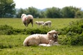 Two sheep families with lambs in a green field Royalty Free Stock Photo