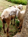 Two sheep or goat standing together for shade Royalty Free Stock Photo