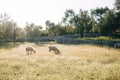 Two sheep graze in the grass near the olive grove. Royalty Free Stock Photo