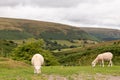 Sheep grazing in the Welsh countryside Royalty Free Stock Photo