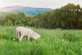 Two sheep grazing on meadow, green grass and trees Royalty Free Stock Photo