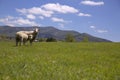 Two sheep in green grass Royalty Free Stock Photo