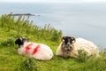 Two sheep on a green grass, ocean in the background. Keem bay, county Mayo, Ireland. Wool industry Royalty Free Stock Photo
