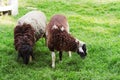 two sheep on green grass Royalty Free Stock Photo