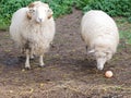 Two sheep in a green meadow. the sheep is eating an apple. Domestic sheep. Agriculture. Graze in the meadow. sheeps wool Royalty Free Stock Photo