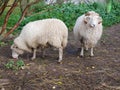 Two sheep in a green meadow. the sheep is eating an apple. Domestic sheep. Agriculture. Graze in the meadow. sheeps wool Royalty Free Stock Photo