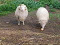 Two sheep in a green meadow. the sheep is eating an apple. Domestic sheep. Agriculture. Graze in the meadow. sheeps wool Royalty Free Stock Photo