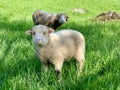 Two sheep, on a green pasture at the farm in mountains Royalty Free Stock Photo