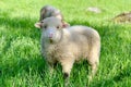 Two sheep, on a green pasture at the farm in mountains Royalty Free Stock Photo