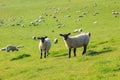 Two sheep on a green pasture, south england Royalty Free Stock Photo