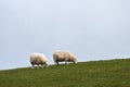 Two sheep on hill