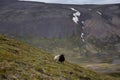 Two sheep in Icelandic mountains Royalty Free Stock Photo
