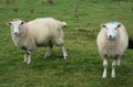 Two Sheep in Ireland