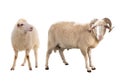 Two sheep isolated on white Royalty Free Stock Photo