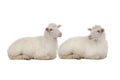 Two sheep isolated on white Royalty Free Stock Photo