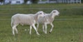 Two sheep lambs walking the fance