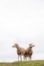 Two Sheep with white cloudy sky behind them, isolated, copy space, grass, hill Royalty Free Stock Photo