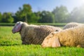 Two sheep laying on the green grass Royalty Free Stock Photo