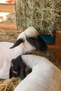 Sheep at Farm Fair