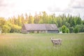 Two sheep lost from the herd standing in the middle of meadow Royalty Free Stock Photo