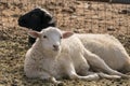 Two sheep lying down one looking at camera Royalty Free Stock Photo