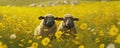 Two sheep in the meadow full of yellow flowers. Space for description. generative ai