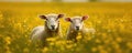 Two sheep in the meadow full of yellow flowers. Space for description. generative ai