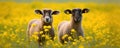 Two sheep in the meadow full of yellow flowers. Space for description. generative ai