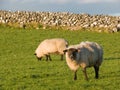 Two sheep in the meadow with stonewall Royalty Free Stock Photo