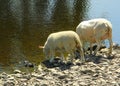 Two sheep drinking from river