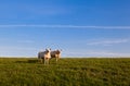 Two sheep over sky Royalty Free Stock Photo