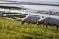 Two sheep on pasture Royalty Free Stock Photo