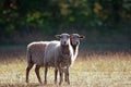 Two sheep on a pasture Royalty Free Stock Photo