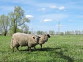 Two sheep Royalty Free Stock Photo