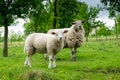 Two sheep on pasture Royalty Free Stock Photo