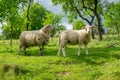 Two sheep on pasture Royalty Free Stock Photo