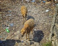 Two sheep on a pile of garbage floating by the sea on Wasini island, Kenya. It is a typical image for Africa.