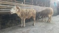 two sheep at the qurban animal trade