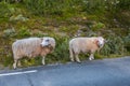 Two sheep on road in mountains of Scandinavia Royalty Free Stock Photo