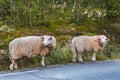 Two sheep on road in mountains of Scandinavia Royalty Free Stock Photo