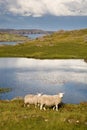 Two sheep in Scotland Royalty Free Stock Photo