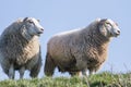 Two sheep standing on a dike with grass Royalty Free Stock Photo